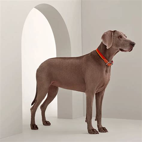 hermes dog collection|hermes equestrian dog collars.